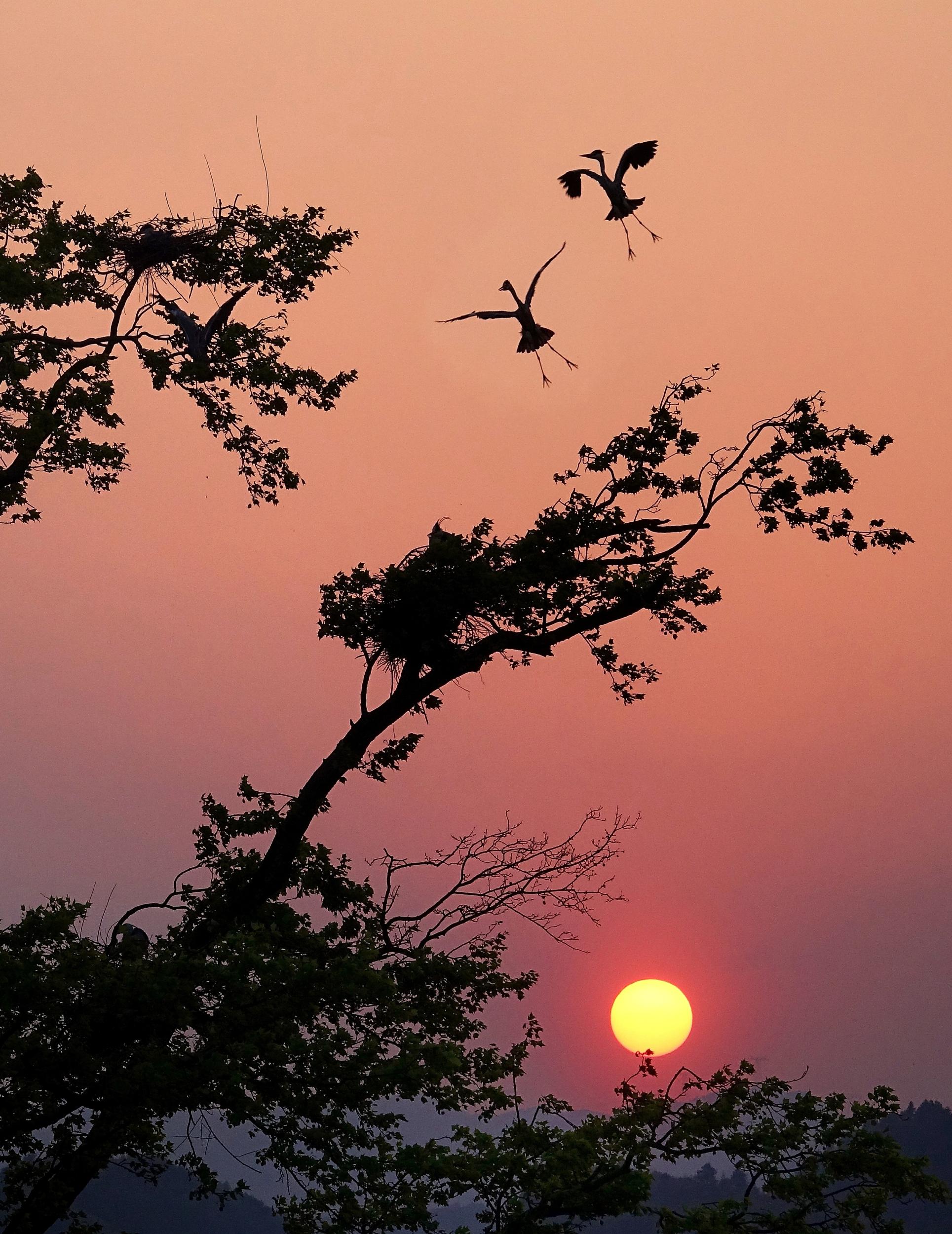 鹭舞夕阳-张清林